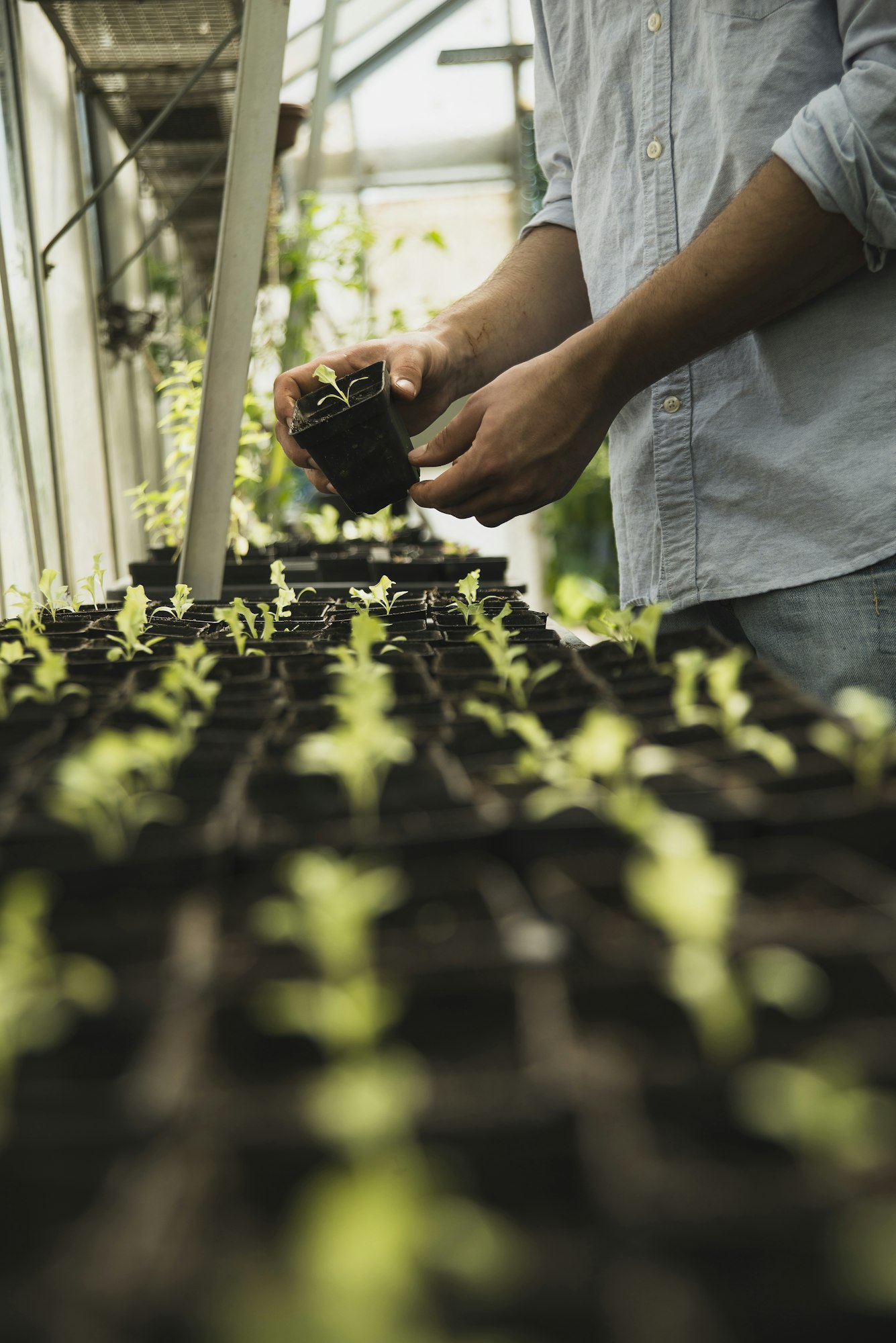 Gardener working in greenhouse