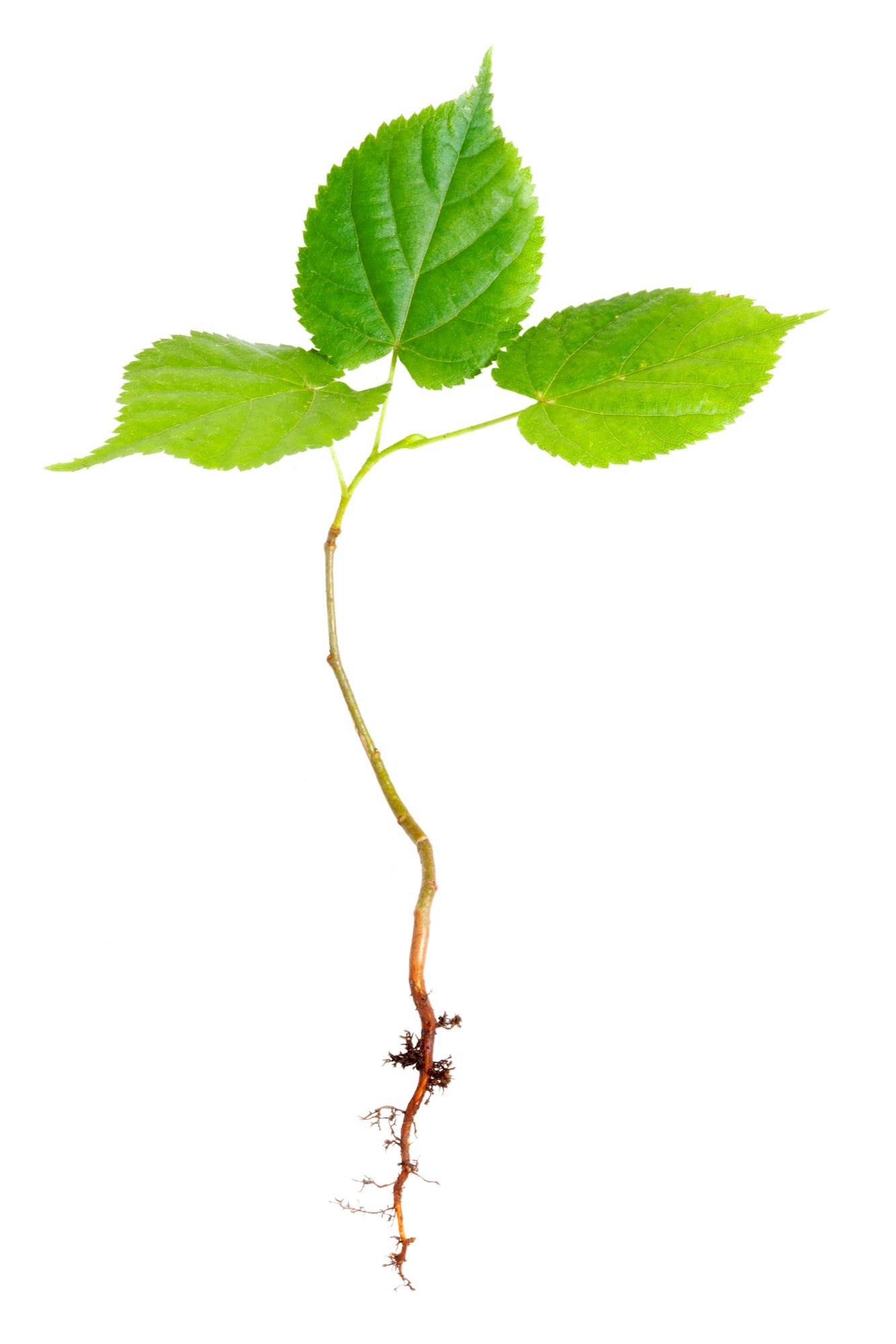 Young Tree